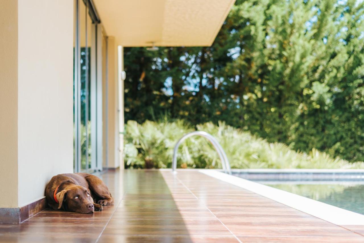 Ap Lago Montargil - Conference & Spa Екстериор снимка The photo shows a brown dog lying on a tiled patio beside a swimming pool. The patio is partially shaded by a modern building, and there are green trees visible in the background, indicating a pleasant outdoor setting. The dog appears relaxed and is 